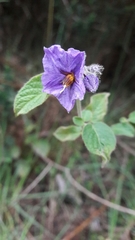 Solanum caripense