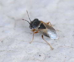 Geocoris megacephalus