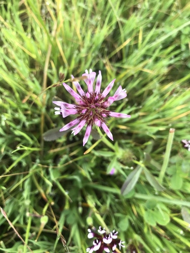 iNaturalist observation photo of tomcat clover