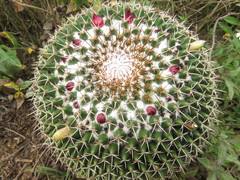 Mammillaria polythele
