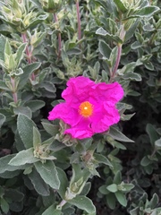 Cistus