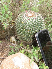 Mammillaria polythele