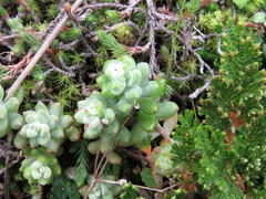 Sedum pacense