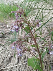 Trachystemon orientalis
