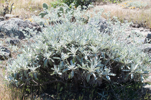 Eriogonum giganteum var. formosum