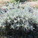 San Clemente Island Buckwheat - Photo (c) sue_meiman, some rights reserved (CC BY-NC), uploaded by sue_meiman