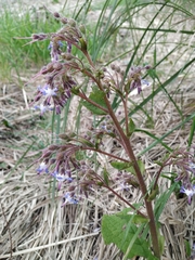 Trachystemon orientalis