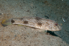 Shadow Goby photo 2