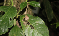 Diasporus diastema