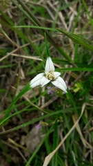 Rhynchospora blepharophora