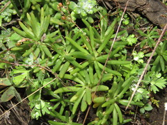 Phemeranthus napiformis