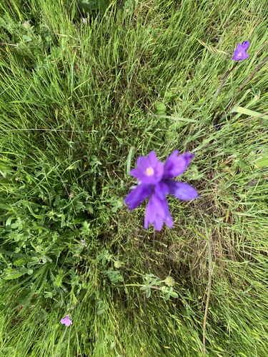 iNaturalist observation photo of blue dicks