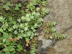 Sedum pacense