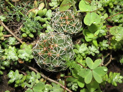 Coryphantha clavata clavata