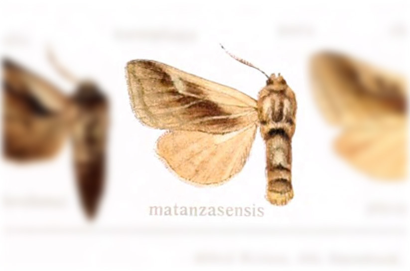 Bellura matanzasensis
