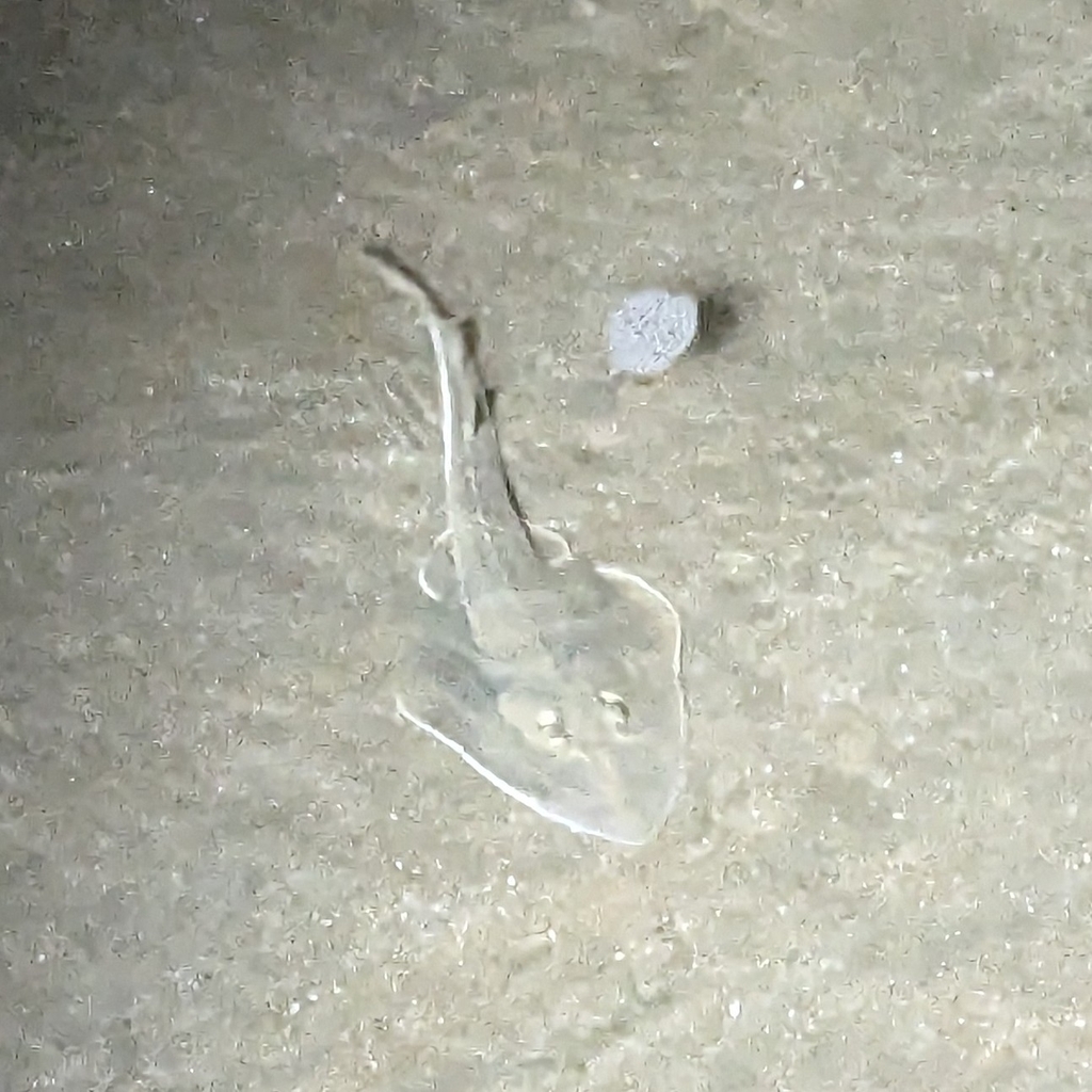 Widenose Guitarfish (Glaucostegus obtusus)
