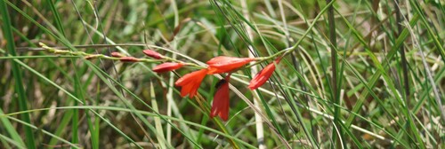 Image of Tritonia disticha by (c) Mark Liptrot, some rights reserved (CC BY-SA)