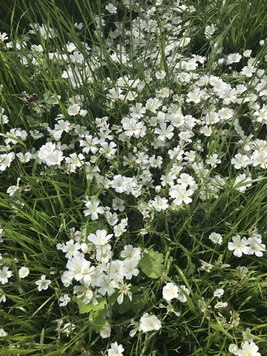 iNaturalist observation photo of meadowfoam family