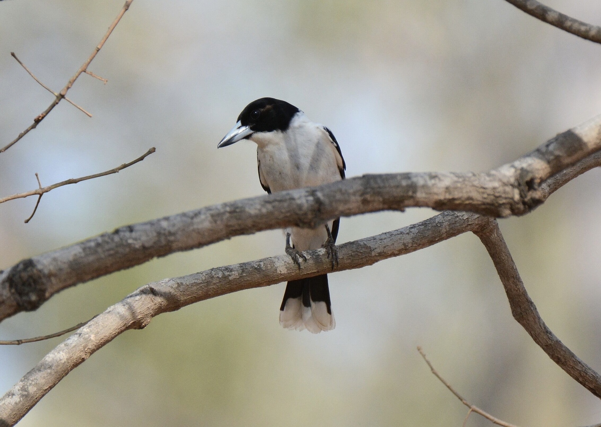 Black-backed Butcherbird (Cracticus mentalis), photo 6