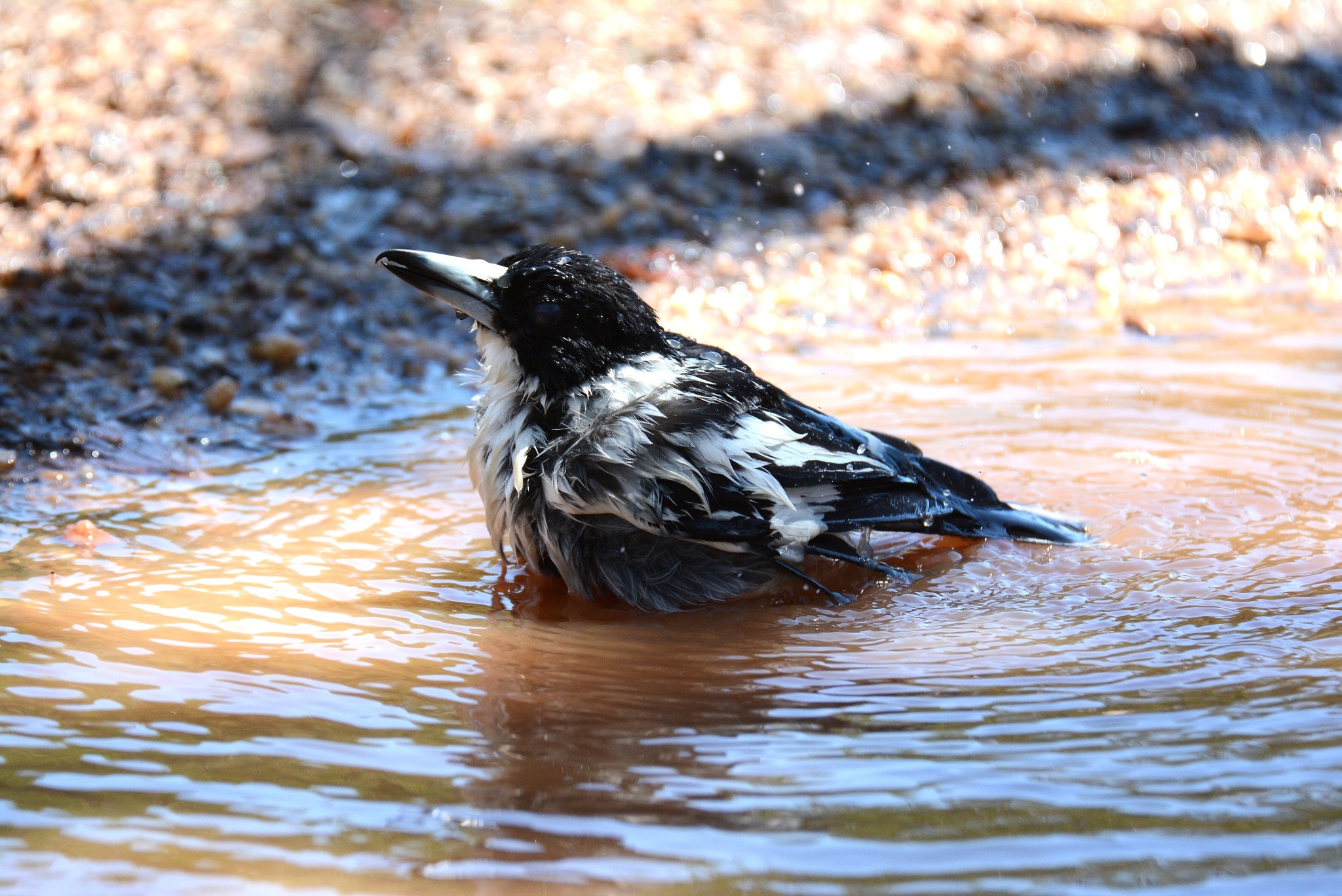 Black-backed Butcherbird (Cracticus mentalis), photo 7