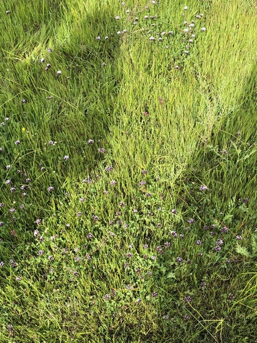 iNaturalist observation photo of flowering plants