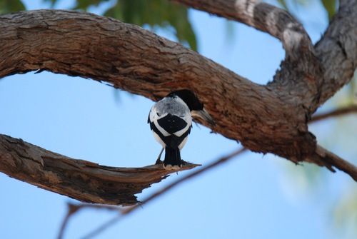 Silver-backed Butcherbird (Cracticus argenteus), photo 1
