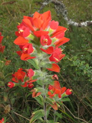 Castilleja scorzonerifolia