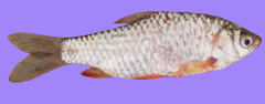 Olive Barb photo 3