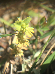 Alchemilla occidentalis