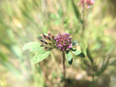 Trifolium macraei