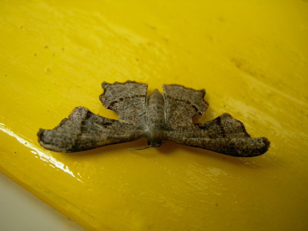 Monobolodes nigrescens