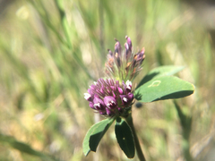 Trifolium macraei