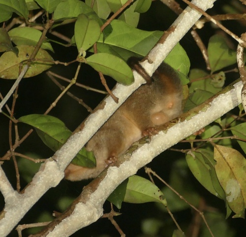 Lowland Ring-tailed Possum