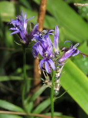 Lobelia gruina