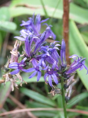 Lobelia gruina