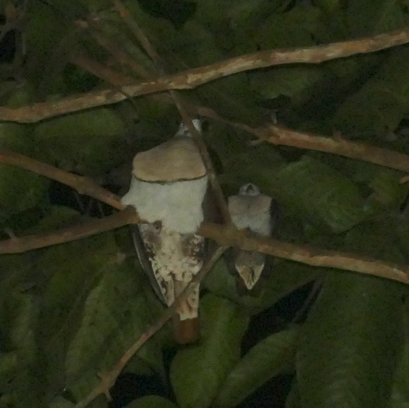Zoe's Imperial Pigeon (Ducula zoeae), photo 10