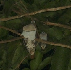 Zoe's Imperial-Pigeon photo 5