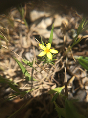 Leptosiphon acicularis