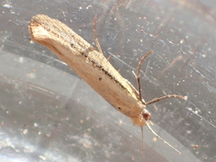 Ypsolopha ochrella