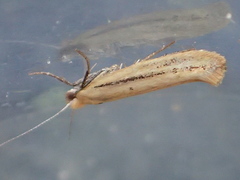 Ypsolopha ochrella