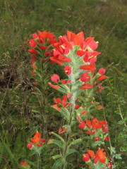 Castilleja scorzonerifolia
