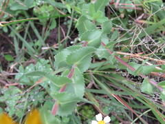 Grindelia subdecurrens