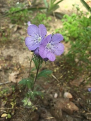 Phacelia strictiflora