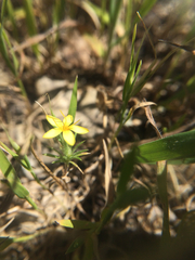 Leptosiphon acicularis