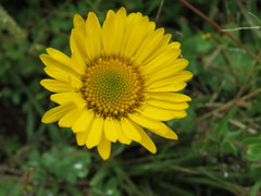 Grindelia subdecurrens