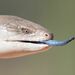 Northern Blue-tongued Skink - Photo (c) Alan Bell, some rights reserved (CC BY-NC), uploaded by Alan Bell