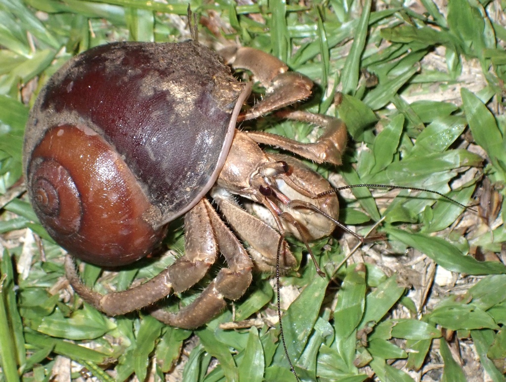 Coenobita longitarsis