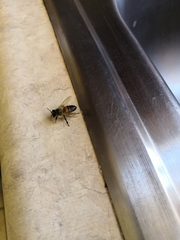 Apis mellifera