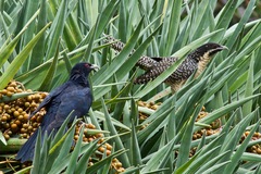 Pacific Koel photo 6