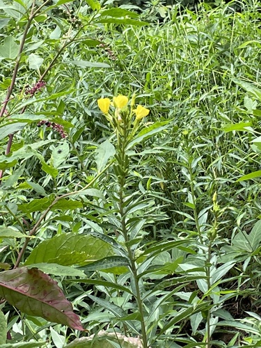 Nodding Evening-Primose (Oenothera nutans)